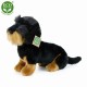 Λούτρινο Dog Dachshund κάθεται 30 cm.