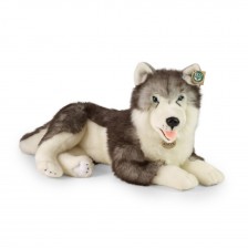 Μεγάλος σκύλος Siberian husky 60 cm ξαπλωμένος