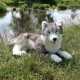 Μεγάλος σκύλος Siberian husky 60 cm ξαπλωμένος