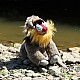 Λούτρινο οικολογικό παιχνίδι Mandrill με όρθιο ύψος 28 εκ.