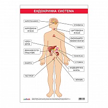 Cubos σχολική πινακίδα «Ενδοκρινικό σύστημα», 70 x 100 εκ.