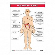 Cubos σχολική πινακίδα «Ενδοκρινικό σύστημα», 70 x 100 εκ.