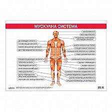 Cubos Ученическо табло ''Мускулна система'', 100 x 70 cm