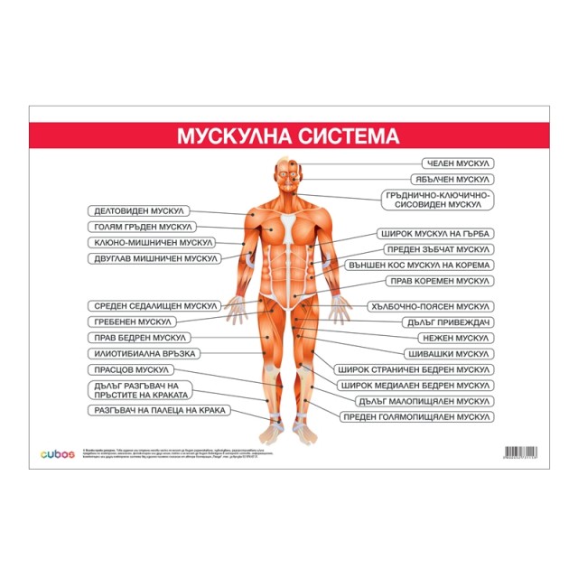 Cubos Ученическо табло ''Мускулна система'', 100 x 70 cm