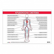 Cubos σχολική πινακίδα «Κυκλοφορικό σύστημα», 100 x 70 εκ.