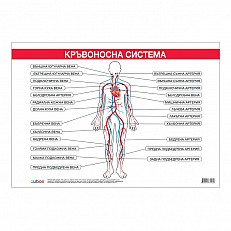 Cubos σχολική πινακίδα «Κυκλοφορικό σύστημα», 100 x 70 εκ.