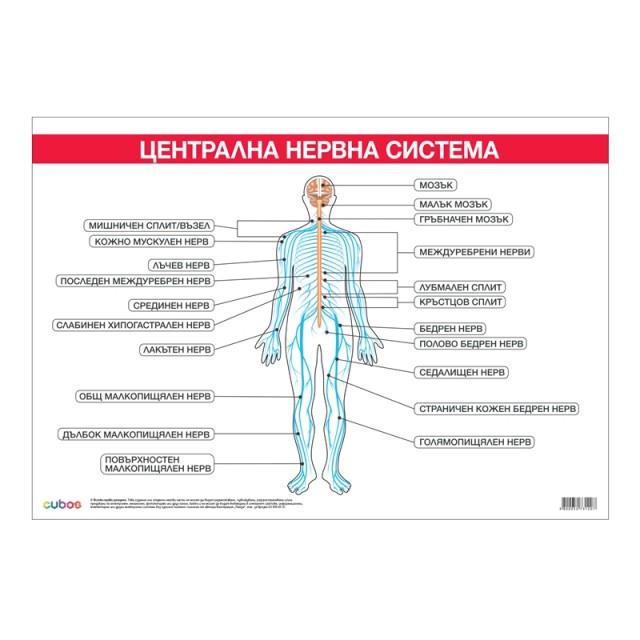 Cubos Ученическо табло ''Централна нервна система'', 100 x 70 cm