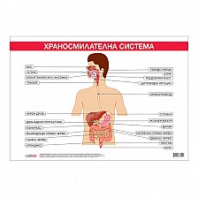 Cubos σχολική πινακίδα «Πεπτικό σύστημα», 100 x 70 εκ.