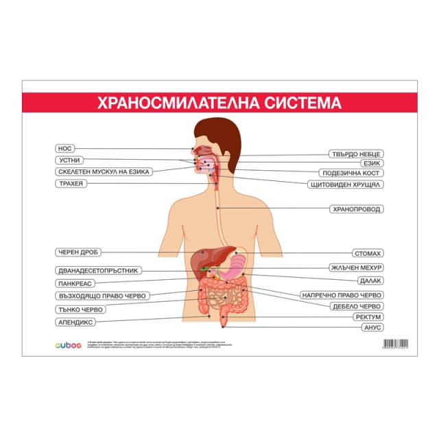 Cubos Ученическо табло ''Храносмилателна система'', 100 x 70 cm