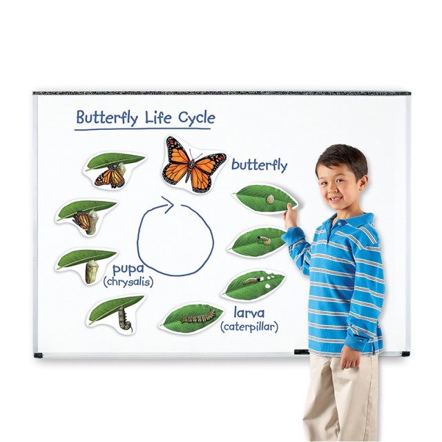 Πόροι μάθησης Butterfly Life Cycle Magnetic Kit