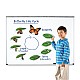 Πόροι μάθησης Butterfly Life Cycle Magnetic Kit