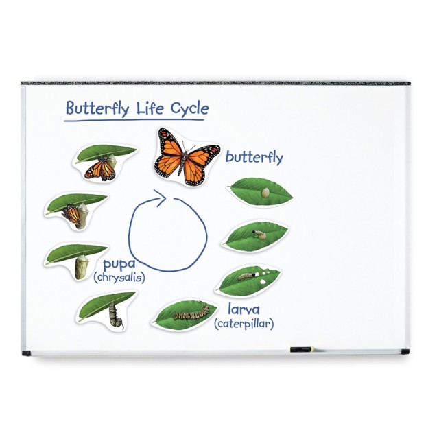 Πόροι μάθησης Butterfly Life Cycle Magnetic Kit