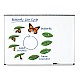 Πόροι μάθησης Butterfly Life Cycle Magnetic Kit