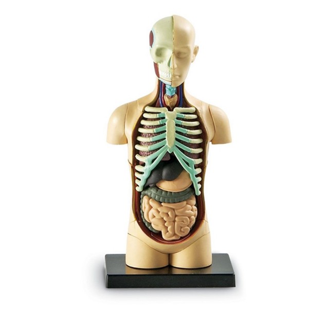 Πηγές Μάθησης Mini Torso 11 cm