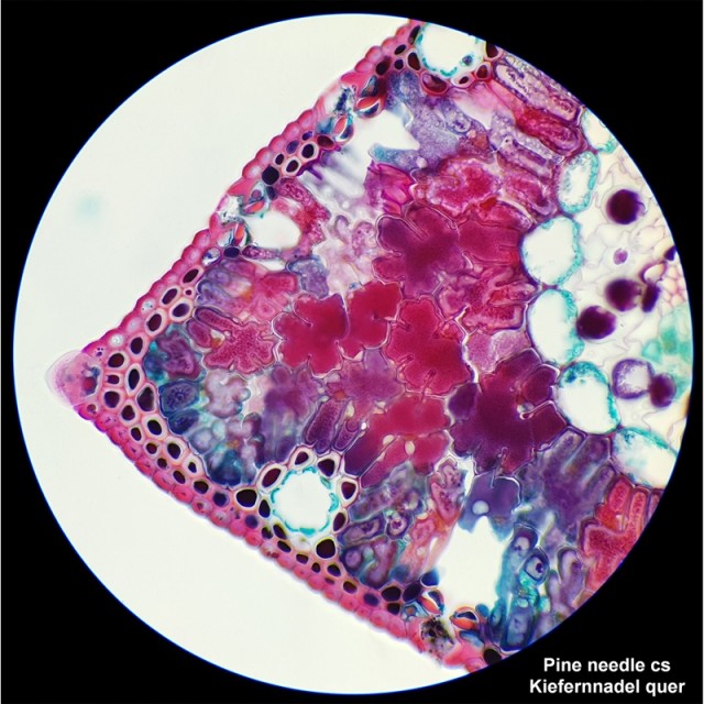 Bresser Microscope Researcher Bino, 40x - 1000x