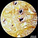 Bresser Microscope Researcher Bino, 40x - 1000x