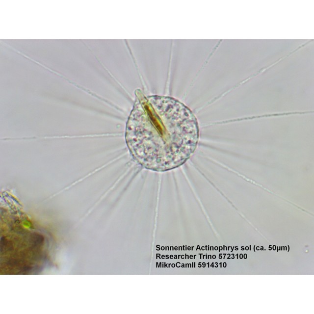 Bresser Microscope Researcher Trino, 40x - 1000x