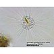 Bresser Microscope Researcher Trino, 40x - 1000x