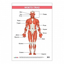 Cubos σχολική πινακίδα «Το σώμα μου», πλαστικοποιημένη, 50 x 70 εκ.