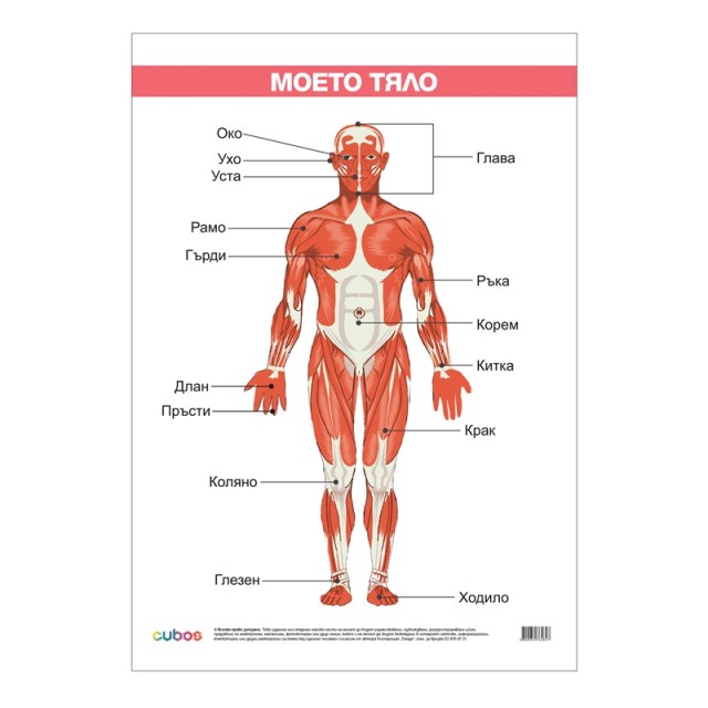 Cubos Ученическо табло ''Моето тяло'', ламинирано, 50 x 70 cm