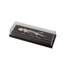 Σκελετός Nowa Szkola Lizard, 23 x 10 x 6,5 cm