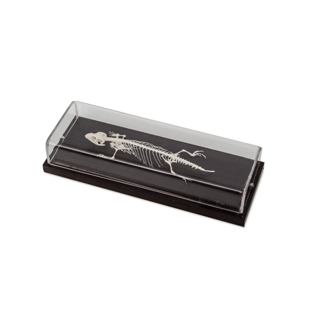 Σκελετός Nowa Szkola Lizard, 23 x 10 x 6,5 cm