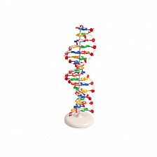 Nowa Szkola Μοντέλο DNA, 12 x 12 x 46 cm