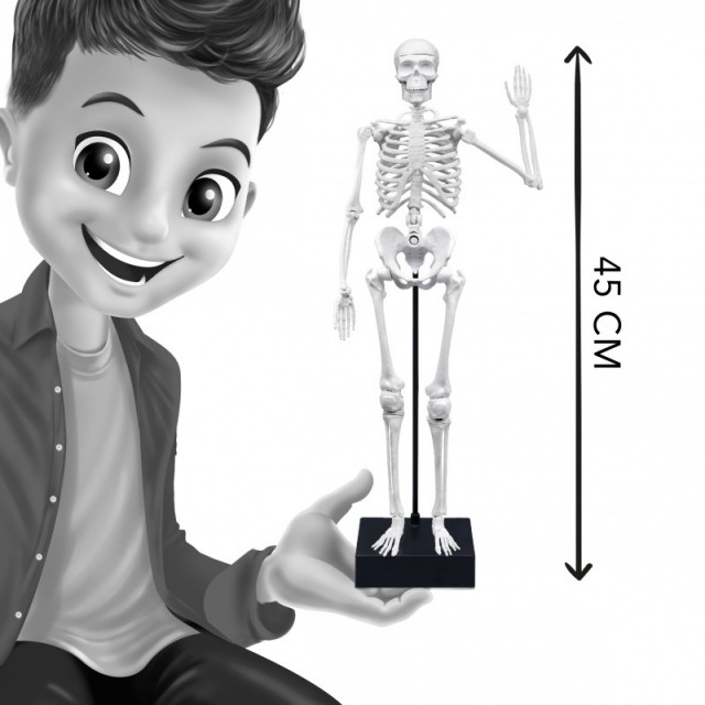 Εκπαιδευτικό παιχνίδι, Buki France, Skeleton, 45 cm