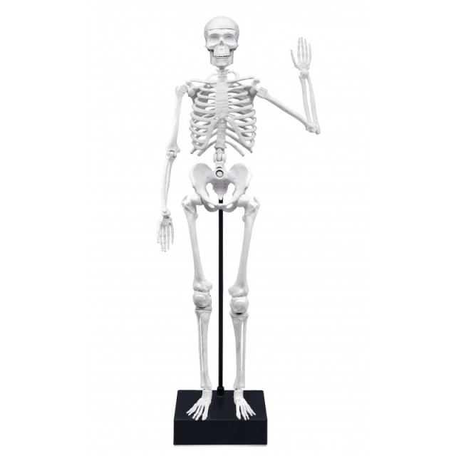 Εκπαιδευτικό παιχνίδι, Buki France, Skeleton, 45 cm