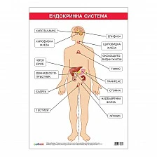 Cubos σχολική πινακίδα «Ενδοκρινικό σύστημα», 70 x 100 εκ.