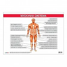 Cubos Ученическо табло ’’Мускулна система’’, 100 x 70 cm
