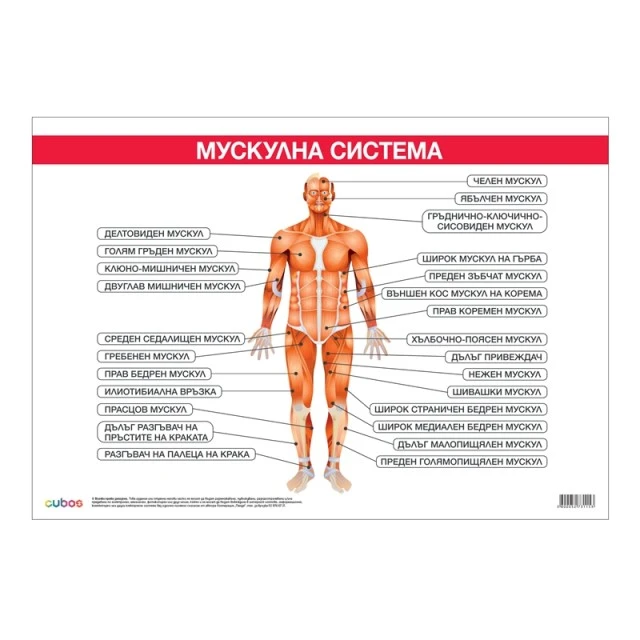 Cubos Ученическо табло ’’Мускулна система’’, 100 x 70 cm