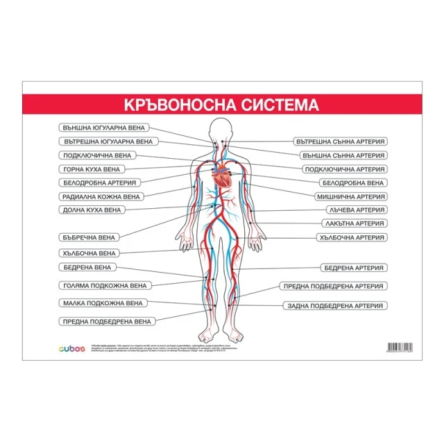 Cubos σχολική πινακίδα «Κυκλοφορικό σύστημα», 100 x 70 εκ.