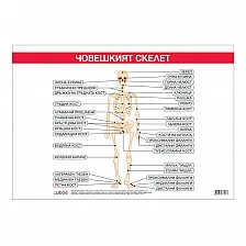 Cubos σχολική πινακίδα «Σκελετικό σύστημα», 100 x 70 εκ.