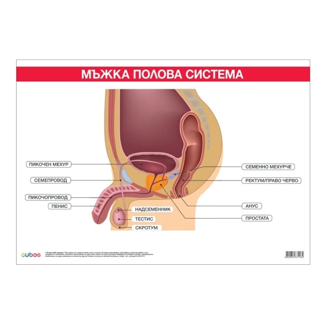 Cubos σχολική πινακίδα «Ανδρικό αναπαραγωγικό σύστημα», 100 x 70 εκ.