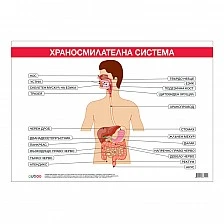 Cubos σχολική πινακίδα «Πεπτικό σύστημα», 100 x 70 εκ.