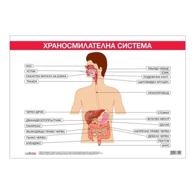 Cubos σχολική πινακίδα «Πεπτικό σύστημα», 100 x 70 εκ.