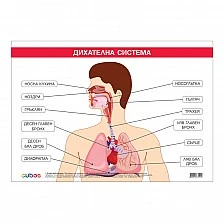 Cubos σχολική πινακίδα «Αναπνευστικό σύστημα», 100 x 70 εκ.