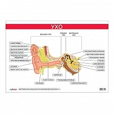 Cubos σχολική πινακίδα «Αυτί», 100 x 70 εκ.