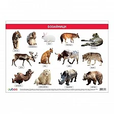 Cubos σχολική πινακίδα «Θηλαστικά», 100 x 70 εκ.