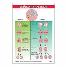 Cubos σχολική πινακίδα «Μείωση», 70 x 100 εκ.