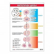 Cubos σχολική πινακίδα «Μιτωτικός κύκλος», 70 x 100 εκ.