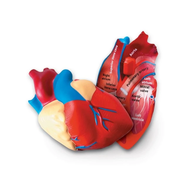 Πόροι μάθησης Μοντέλο cut heart