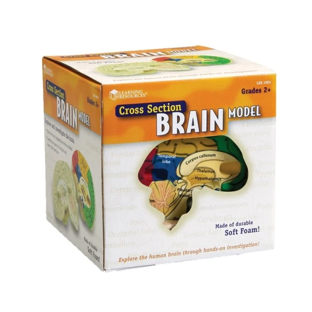 Πόροι μάθησης Brain Section Model