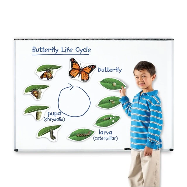 Πόροι μάθησης Butterfly Life Cycle Magnetic Kit