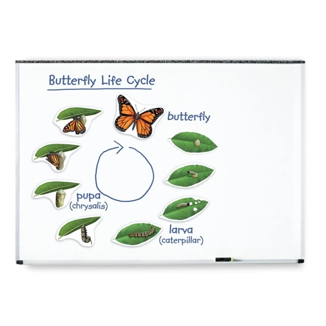 Πόροι μάθησης Butterfly Life Cycle Magnetic Kit