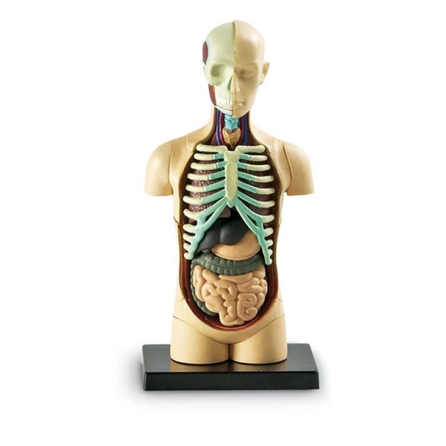 Πηγές Μάθησης Mini Torso 11 cm