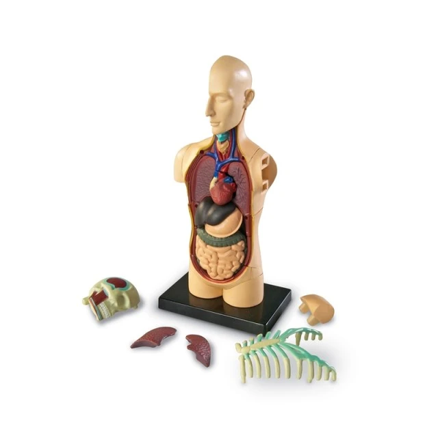 Πηγές Μάθησης Mini Torso 11 cm
