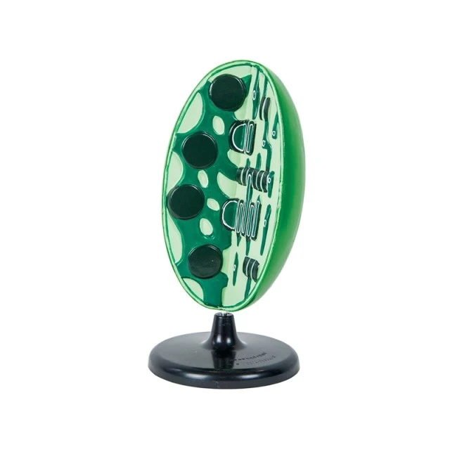 Μοντέλο Nowa Szkola Chloroplast, 3D