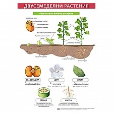 Cubos σχολική πινακίδα «Δικοτυλήδονα φυτά», 70 x 100 εκ.